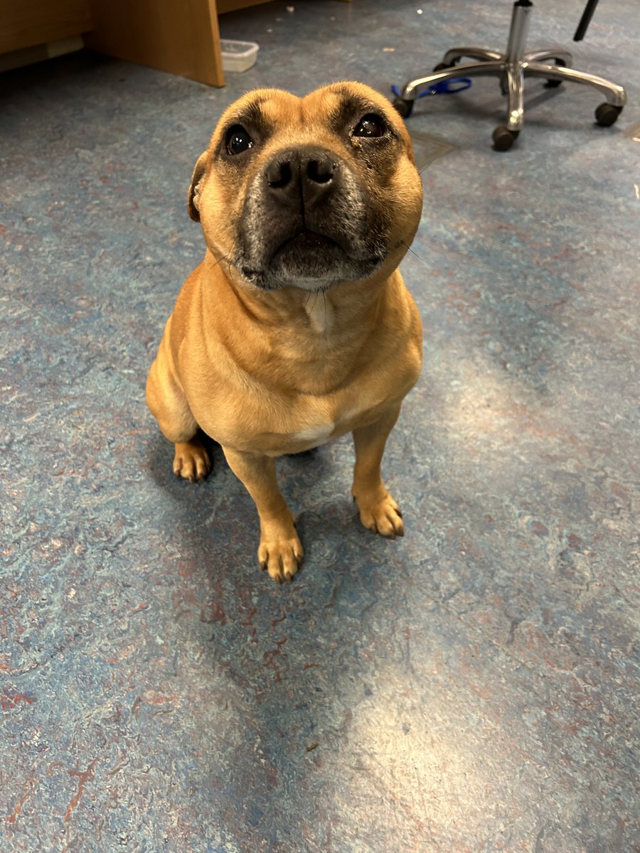 This handsome fellow was handed into Clondalkin Garda Station yesterday and we are looking to reunite him with his owners. 

He responds to the name Tim. 

Anyone with information is asked to contact Clondalkin Garda Station at (01) 666 7600.

#HereToHelp