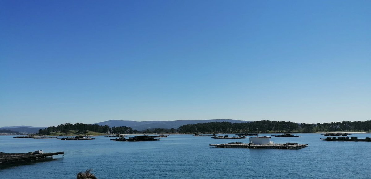 MarMegaFaunaUB's tweet image. This week we are at @eurocetsoc              
 #ECSconference2023
Poster presentations of our team 
CETACEANS
#206 Trace elements
#217 Niche partioning
#219 Pop.structure
#254 Plastic pollution
#280 Habitat suitability
PINNIPEDS
#029 Haul out pattern
#218 Diet
#229 Lead in Bones