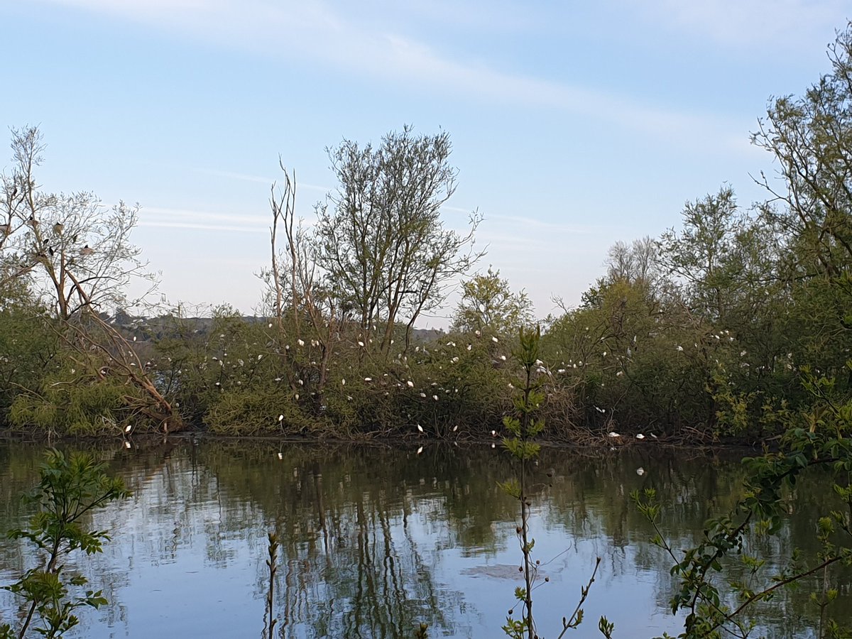 Notre petite camargue à nous. 
#Angers #LacDeMaine