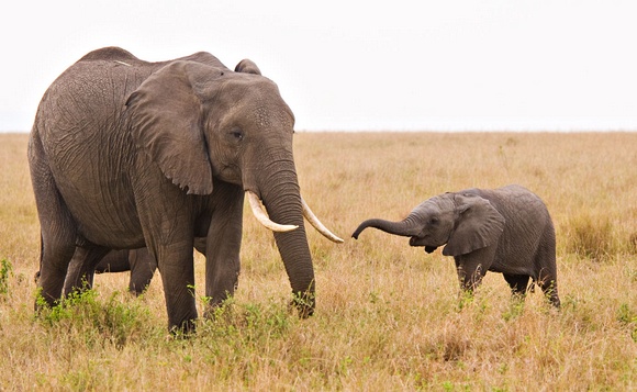 Elephant calves have baby tusks that they shed a the age of around 9 months.