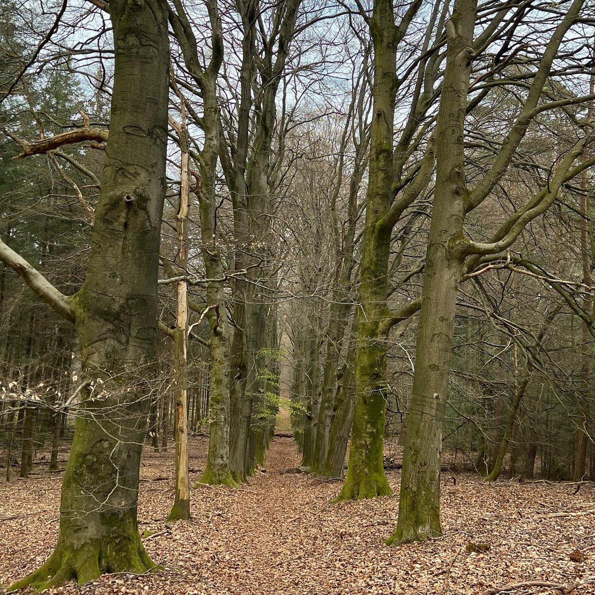 Op 15-16 juli organiseert <a href="/CairnTrails/">CAIRN Trails & Adventures</a> &amp; Adventures de 13e editie Veluwezoomtrail. Het 2-dgse Trailrun &amp; Walk Festival vanuit Dieren op de Veluwe. Div afstanden voor het hele gezin. Leuk met jou! #veluwezoomtrail #trailrunfestival #keepingoing #cairntrails