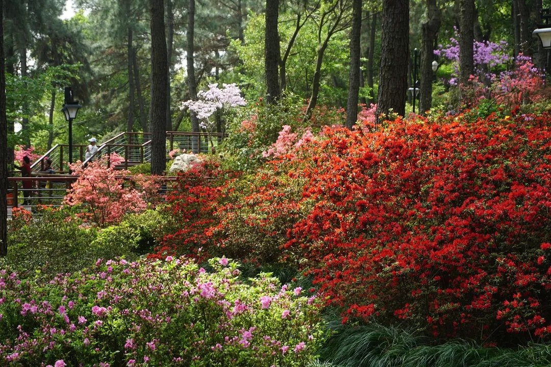 IrisWan47969454's tweet image. Spring on the Southern Rivershore!
The rhododendrons are blossoming.
#Hangzhou #Linping