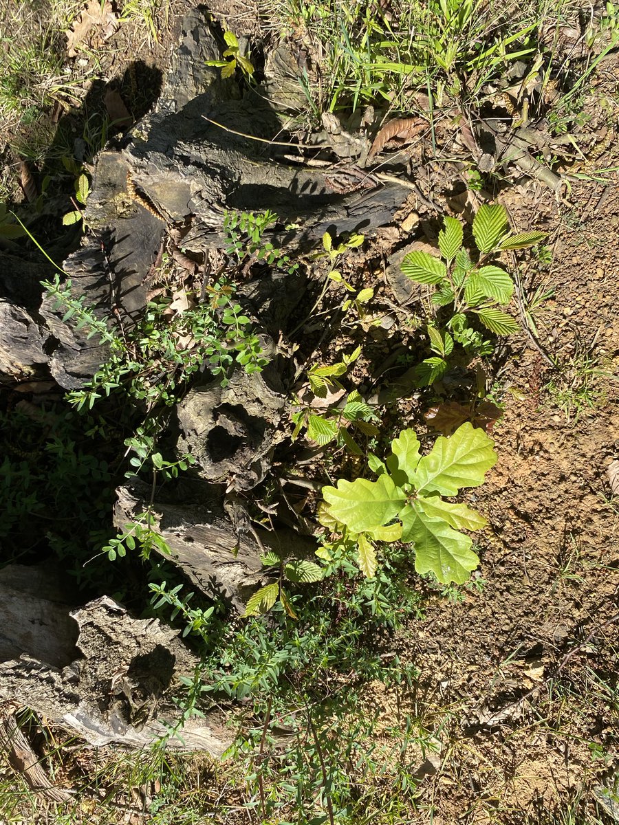Bahçemizde doğal olarak bulunan Meşe ve Gürgen ağaçları varlığını sürdürmeye çalışıyor..
Doğa hep kendine döner 🌱 🍀
