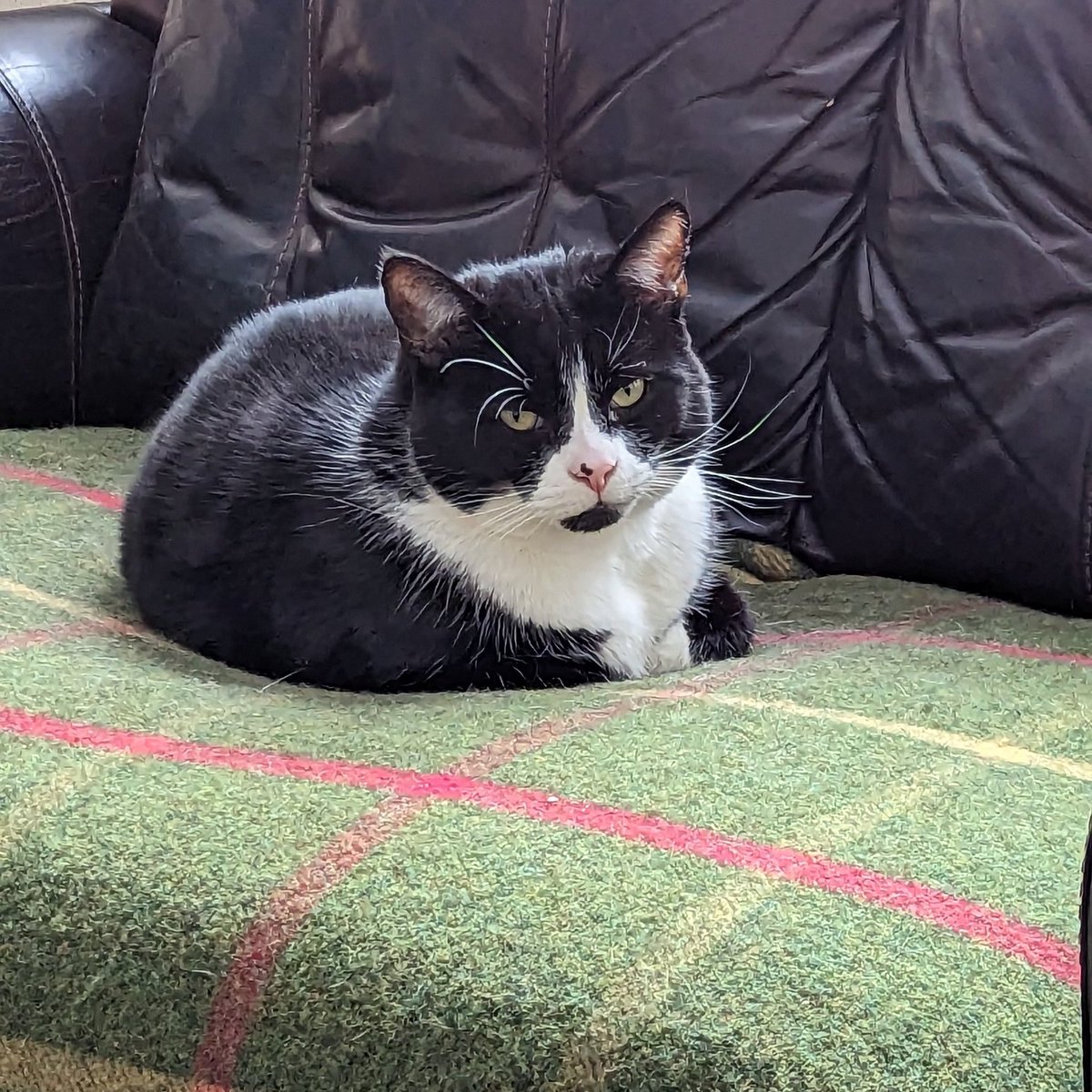 Susan's #CatOfTheDay is Bruce. 

Thank you <a href="/CacoaEloraJohn/">Cacoa Elora</a> for sharing this pic!