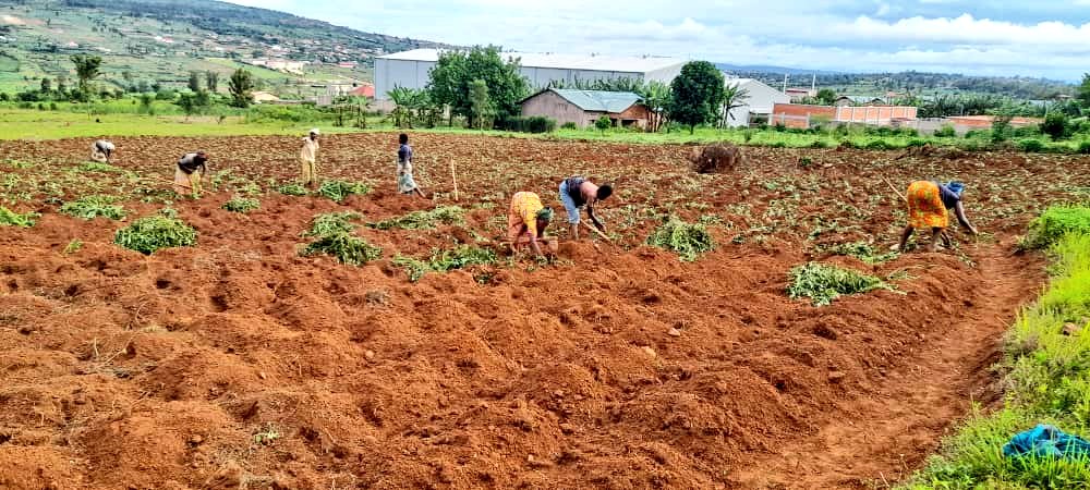 GSF_RC's tweet image. Ubuhinzi ni imwe mu ngamba ifasha muri #SchoolFeedingProgram. @GSF_RC turashimira @BugeseraDistr na @NtaramaBugesera, ku inkunga yabo.

𝗔𝗺𝗮𝗳𝗼𝘁𝗼: 𝗨𝗯𝘂𝗵𝗶𝗻𝘇𝗶 𝗯𝘄&apos;𝗶𝗯𝗶𝗷𝘂𝗺𝗯𝗮 𝗺𝘂 𝗞𝗮𝗴𝗮𝗹𝗶 𝗸𝗮 #𝗞𝗮𝗻𝘇𝗲𝗻𝘇𝗲

@RwandaEast @RwandaLocalGov
@Rwanda_Edu