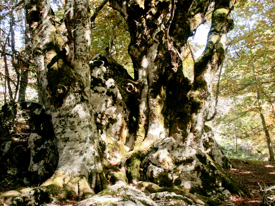 sentieripollino's tweet photo. I boschi di faggi popolano il Parco Nazionale del Pollino tra i 1100 e i 1900 metri di altitudine.
https://t.co/GwPcW8GiSM

#faggi #faggete #parconazionaledelpollino #nature #faggeta #natura #naturephotography #trekking #montagna #calabria #basilicata #escursionismo https://t.co/pLLGJMi6mn