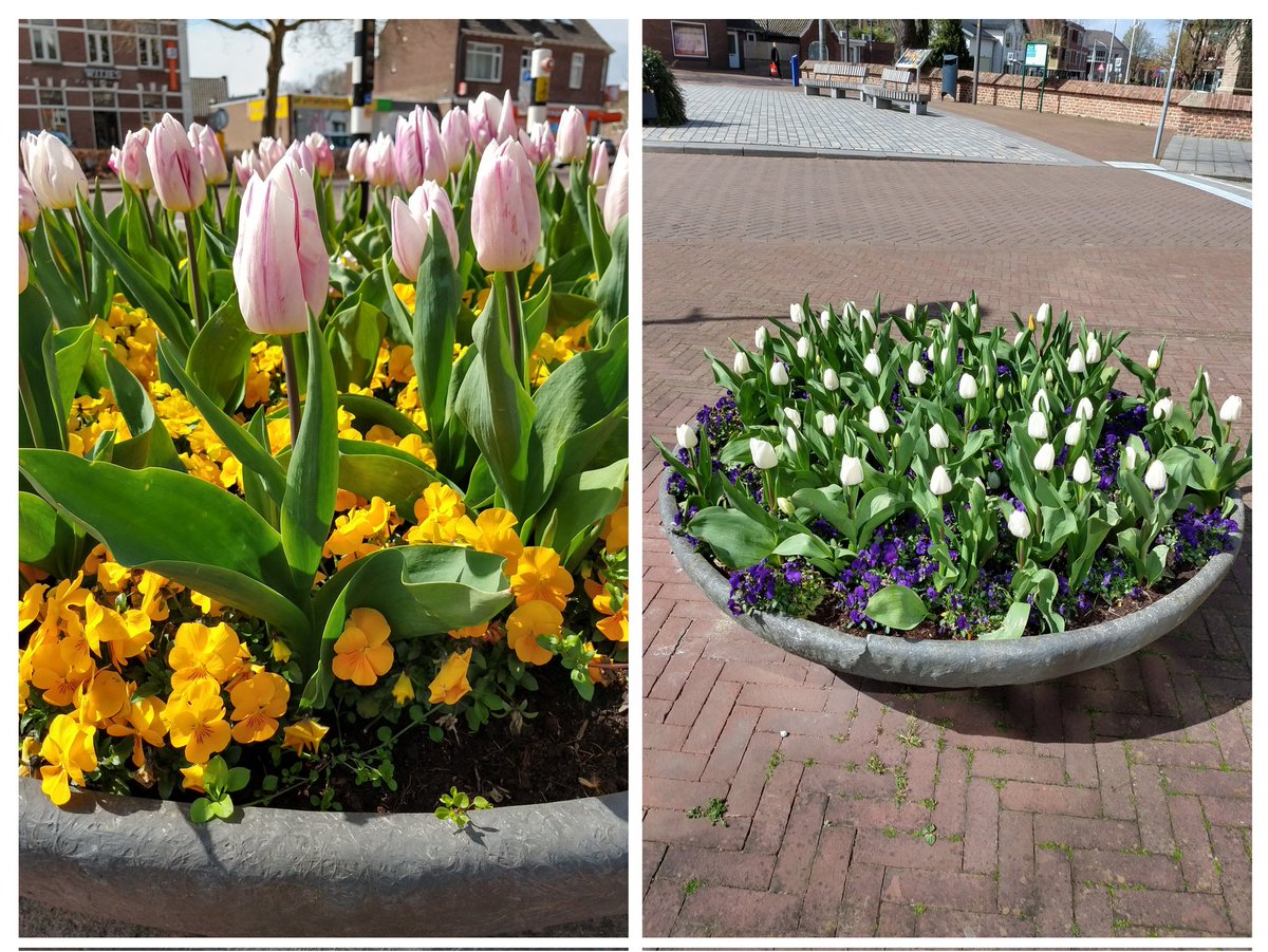 Mooie bakken vol #bloembollen altijd een #fleurig #voorjaar! @Gem_Overbetuwe #Elst 
Hopelijk hebben veel mensen er oog voor en dus plezier van! 🌷😊