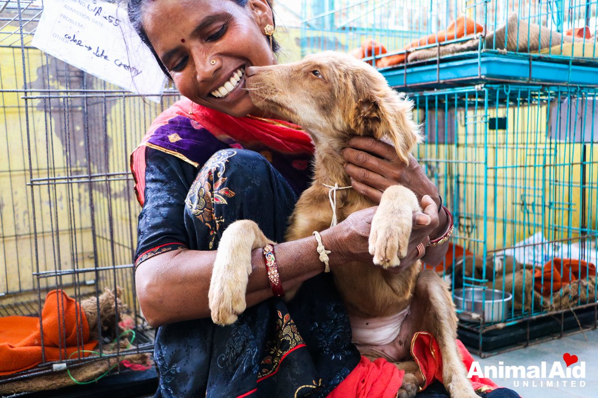 This beautiful young ginger girl has a patch of skin which has been snagged on something. She's awfully thin, so her regimen of rest, good food, antibiotics, play and love will do her a world of good. #animalrescue #india #dogs #RescueDogs #kindness #compassion #animals