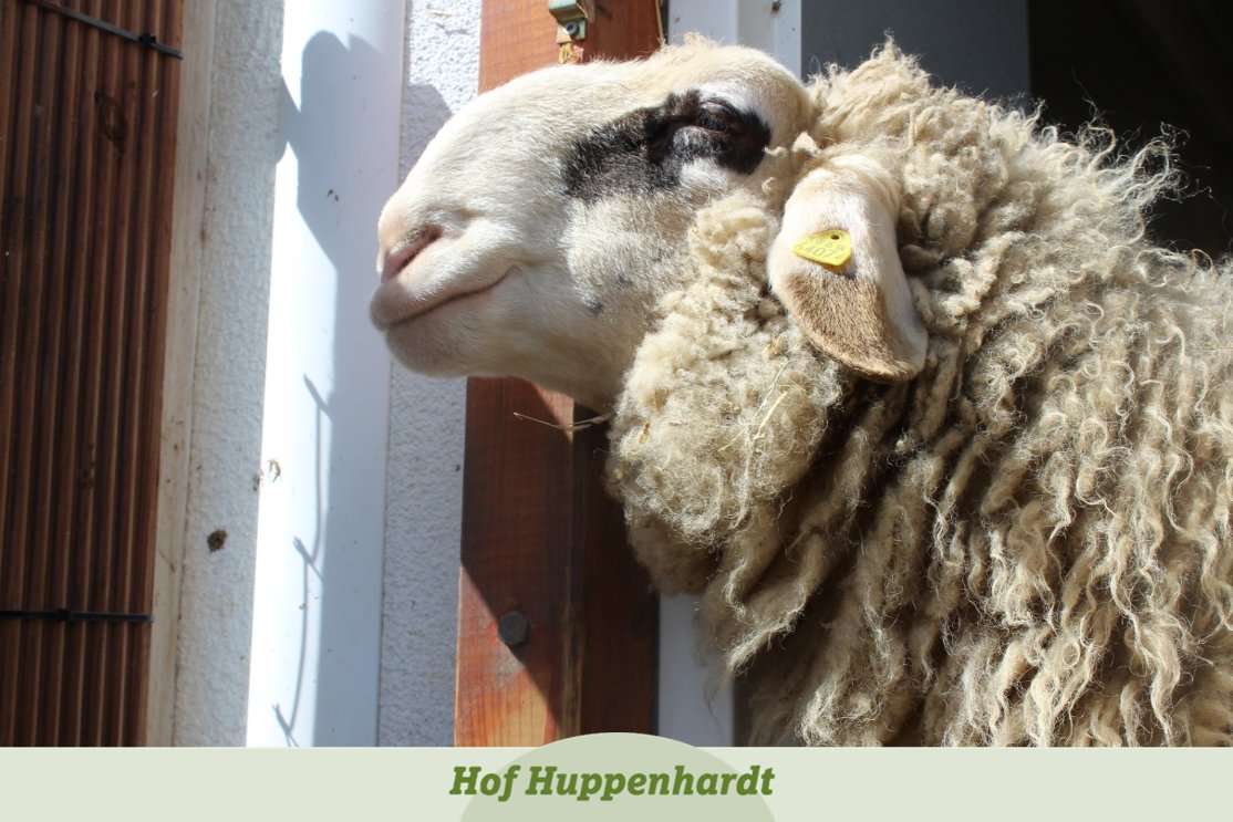 Na, habt Ihr schon mal ein lächelndes Schaf gesehen? Jetzt schon! 😊 Lucie 🐑

hof-huppenhardt.de/die-tiere/

#hofhuppenhardt #cute #etn #picoftheday #tierschutz #schaf #schafliebe #lachen #lächeln #smlie #patenschaft #patewerden #patinwerden