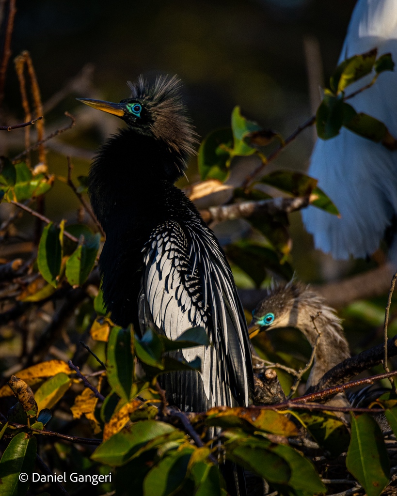 Early morning light illuminates the incredible beauty of a regal anhinga showing off its breeding plumage – tag someone who loves gorgeous wildlife and let me know what you think!