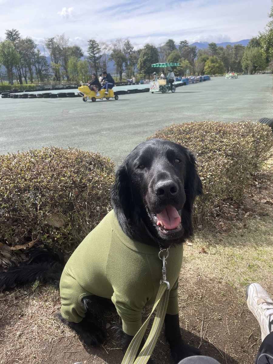 luketheflat's tweet photo. 公園でお散歩してたら、子供達に「キャハハー！服着てる！キャハハ！」と笑われた俺。
別に俺は着たくないんだけどさ。
ゴロスリして芝だらけにするからなんだってさ。

#flatcoatedretriever  #フラットコーテッドレトリバー https://t.co/UYobaU57V9