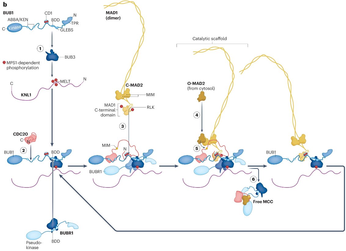NatRevMCB's tweet image. Last month has seen two #CellCycle -related #NRMCBReview|s 🥳
The first one is by @KopsLab
and @kinetochore, who discuss the spindle assembly checkpoint: go.nature.com/3KPfXpo