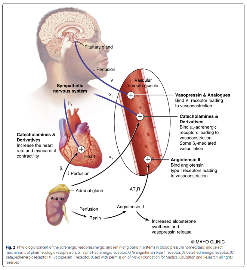 CritCareReviews's tweet photo. Today's Paper of the Day is by Patrick Wieruszewski on vasopressor choice and timing in vasodilatory shock
https://t.co/JKgcYjlUQ5

Join us to read 1 paper per day and stay up-to-date as we cover the spectrum of critical care across 2023 https://t.co/5MAHsUy7cG