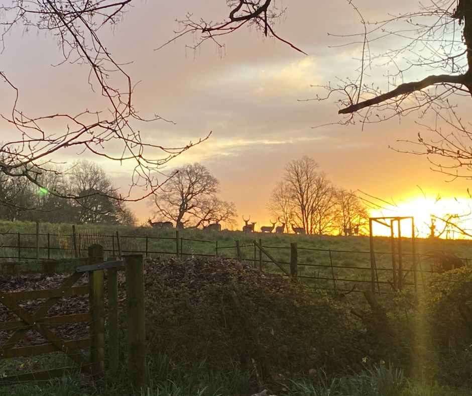 Good morning from #NewForest and don't worry Office dogs Hudson and Bear were kept well away from the deer!
