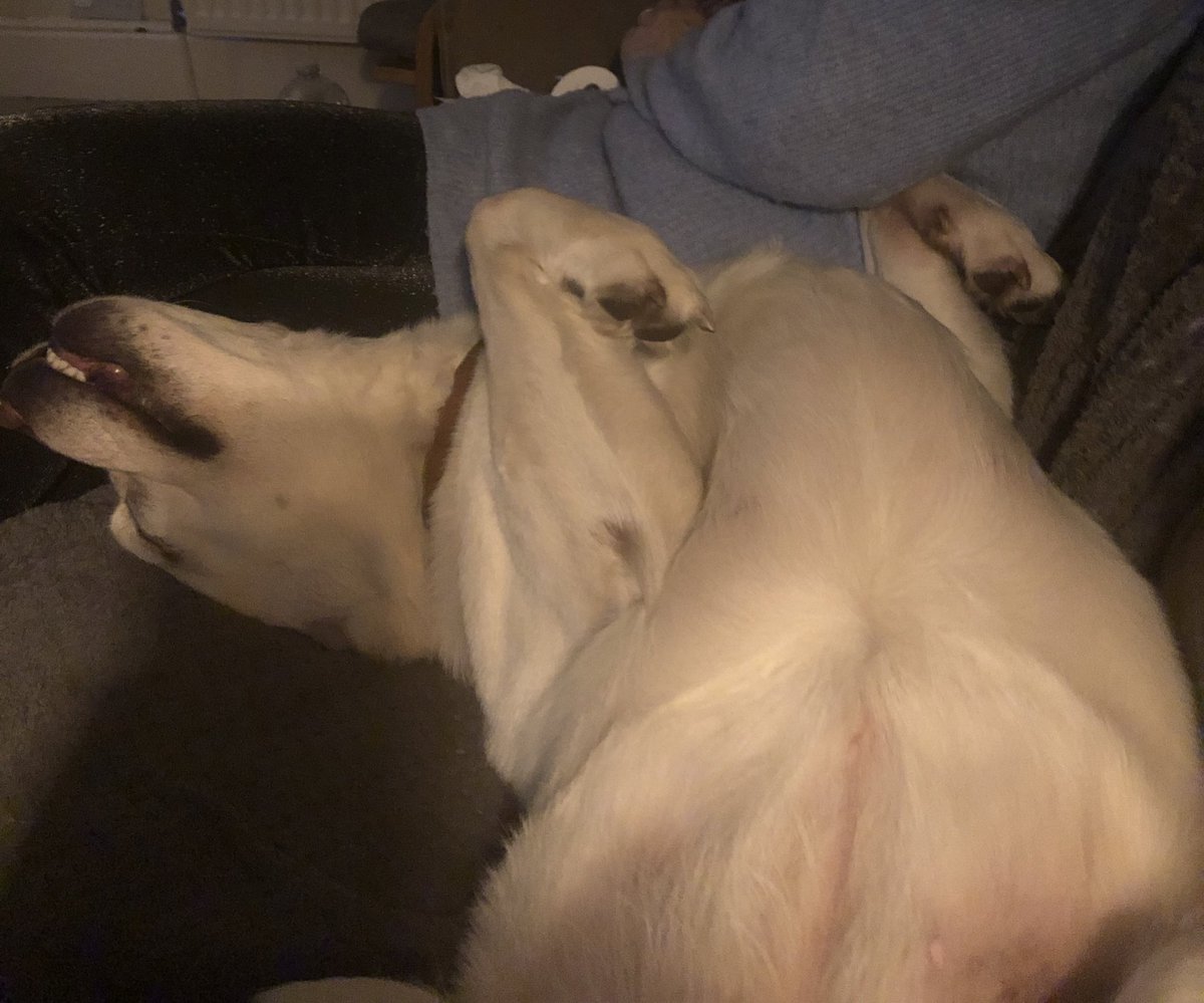 Craig C Robertson ๐ช๐บ (@craigcr) on Twitter photo Elegant sleeper Elegant sleeper