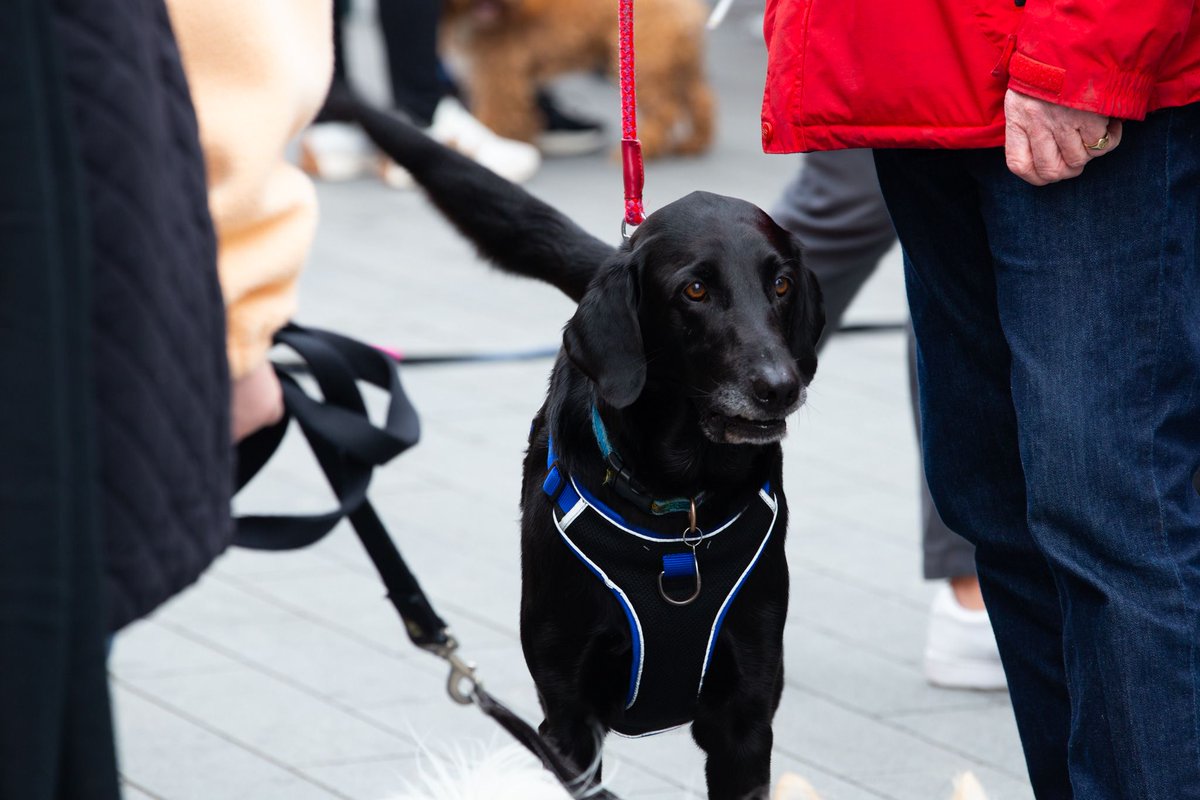 Pawsitively delighted to announce that we're a dog-friendly spot - everyone's welcome, furry or not! 🐶  #dogs #londondogs #CanadaWater #Market