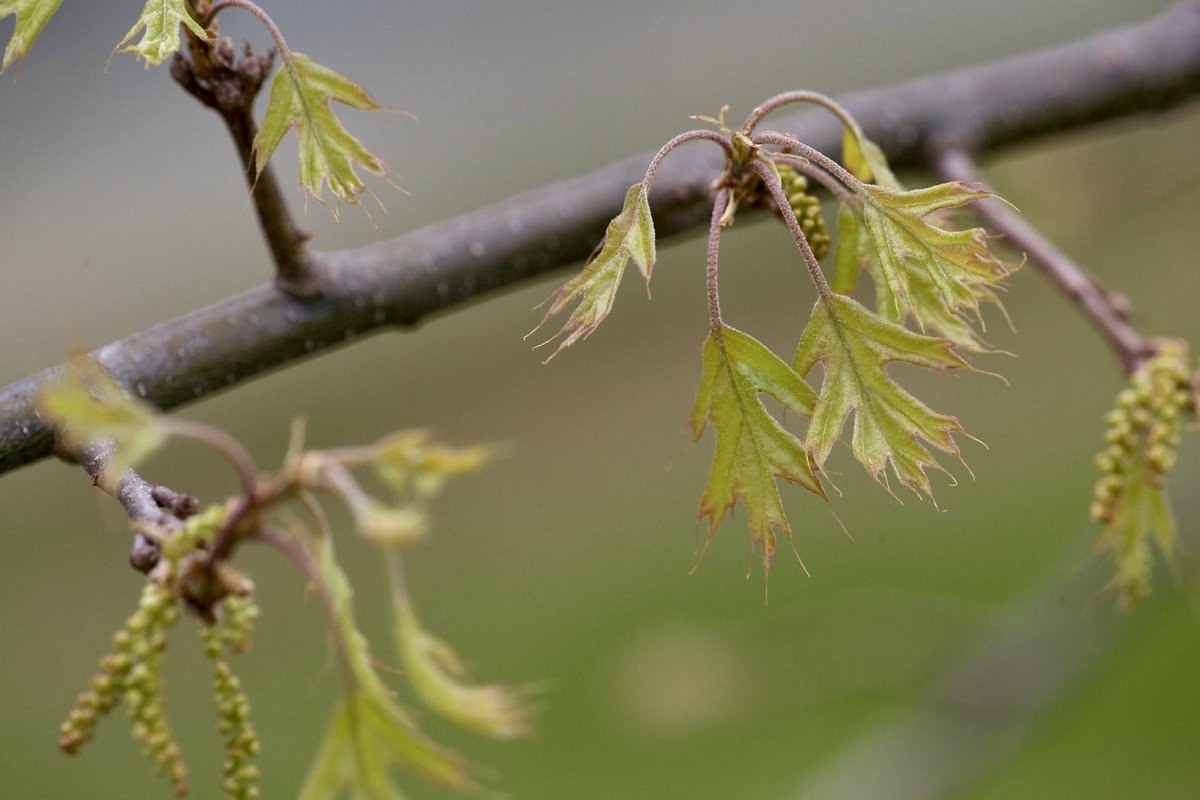 CindyDayWeather's tweet photo. The trees are starting to bud.  Grandma Says the order in which they bud out can tell us if the summer will be dry or wet! Details in today's #grandmasays https://t.co/bCNM3iMqzj #treees #weatherlore #spring #drywells https://t.co/Y3RFdvUUt2