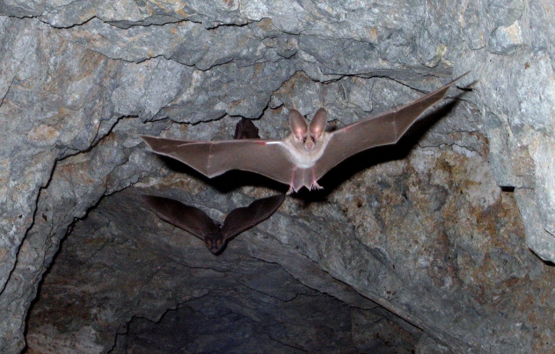 It’s International Bat Appreciation Day! 🦇

From pollinating fruits to eating pesky insects, bats play an important role in our ecosystem. However, bats face significant threats, including a disease called white-nose syndrome that has killed millions of bats since its discovery.