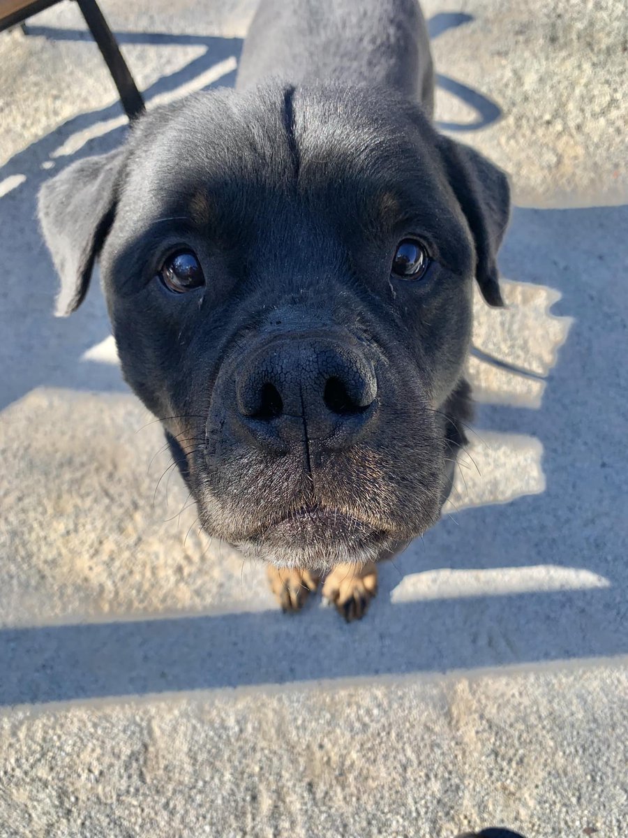 PSPCA's tweet photo. Meet Sergent, a very nice senior fellow in the early stages of renal failure. 

His bloodwork is in pretty decent shape, he has undergone a dental procedure in our care and is ready to find a new family. 

Please help us find his final home! https://t.co/ncyRB8Pqq8