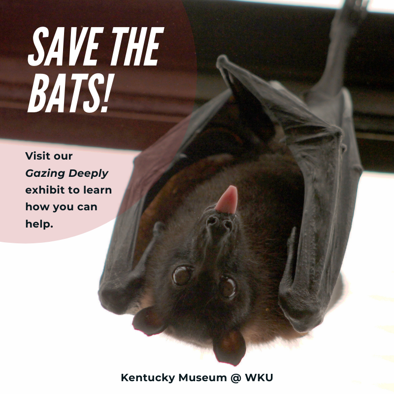 The Kentucky Museum on Twitter "It's International Bat Appreciation