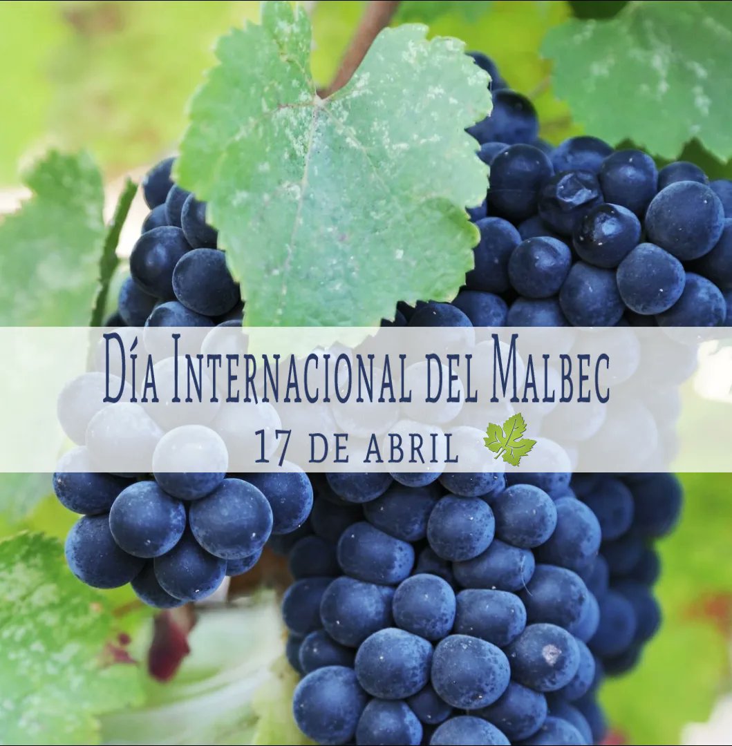 abogado_art_srt's tweet photo. 17 de abril. Día Internacional del #Malbec. Del viñedo a tu copa: La historia y evolución del Malbec en Argentina

https://t.co/otRQaJV5FB

Esta fecha fue elegida porque en 1853

#malbecworldday #DíaInternacionaldelMalbec #Malbec #Vinotinto #VinoArgentino #Mendoza #MendozaMalbec https://t.co/aAl1r8Ib1a