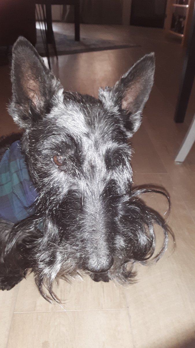CindieM95386652's tweet photo. Wot a nite! I dreamed of fightin zombs! It was an epic battle, dere was ninety hundred of dem! Gud thing I is a skilled #ZombieSquad soldyer !#ZSHQ #BedBeard #WickedWhiskers https://t.co/vHxwvGr0zq