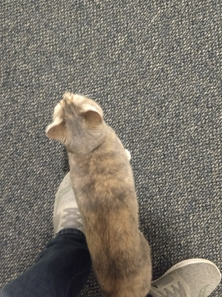 mikefeeneycodes's tweet image. Opened my door this morning and surprise! Random cat.