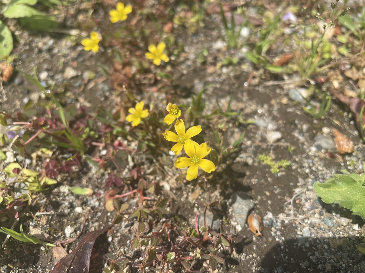 makomorino's tweet image. ひっっっっさしぶりに
 #いい伊豆みつけた　のロケで伊豆に来ておりました🏖☀️✨

最高のロケ日和でとても気持ち良く、
伊豆の皆さんの優しさ、一人一人の想いに触れられて幸せなひと時となりました☺️

放送日　お楽しみに〜‼️✨

#IKC #tvk #千葉テレビ #テレビ埼玉 
#旅 #伊豆 #レポーター #杜野まこ