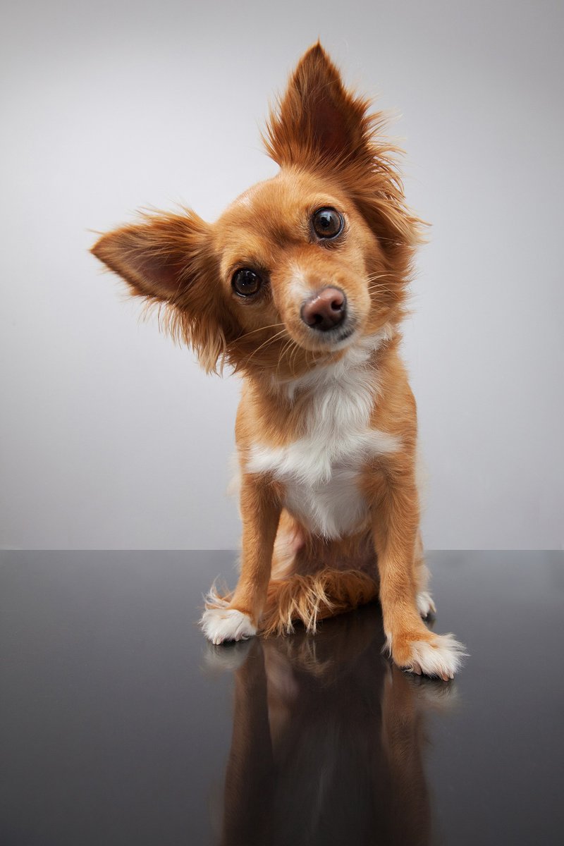 📢Thanks to <a href="/DogsTrust/">Dogs Trust 💛🐶</a>, we have a *fully funded PhD open for applications* <a href="/RoyalVetCollege/">Royal Veterinary College (RVC)</a>, looking at how and why dogs >16 weeks old are re-sold in the UK. Mix of big data quant looking at online ads and qualitative methods. Please share! 
rvc.ac.uk/study/postgrad…
