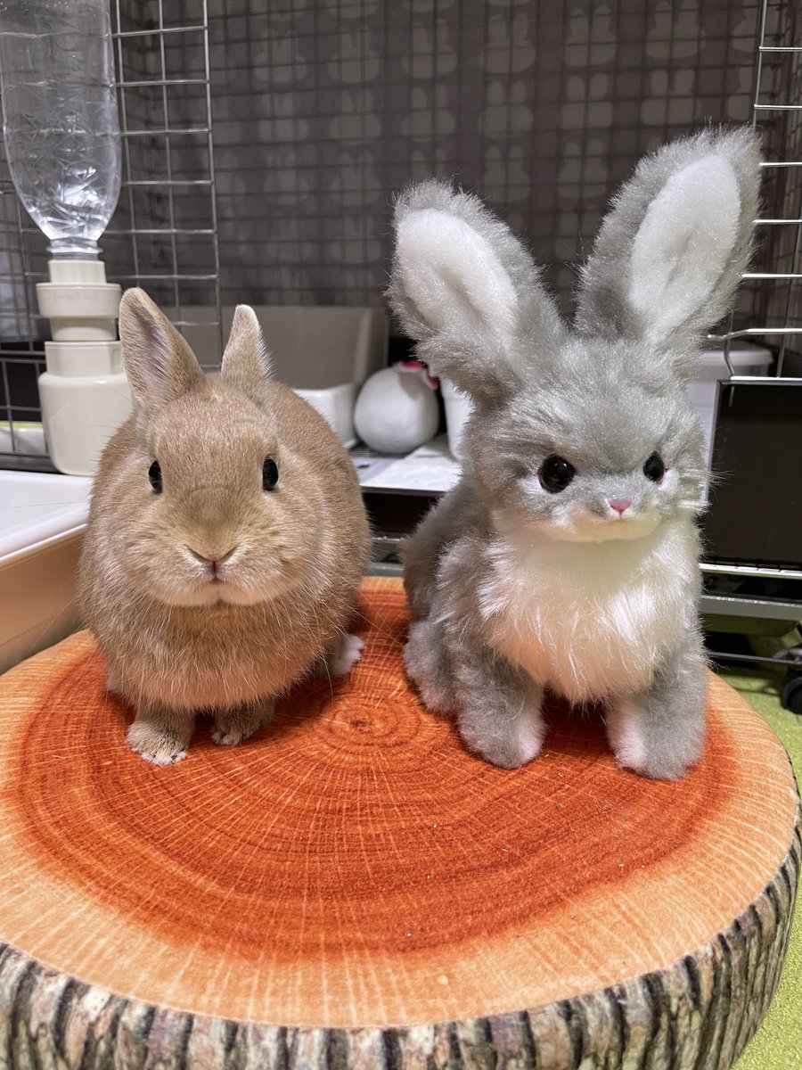 sora0228okayu's tweet photo. #BAKDOLL
アートドールのうさぎさんお迎え🥰
ホント可愛い🐰💕 https://t.co/Ix8YvsdQli