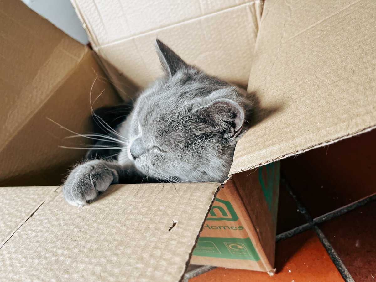 ✨Harry McCartney (She/Her) ✨ tweet media