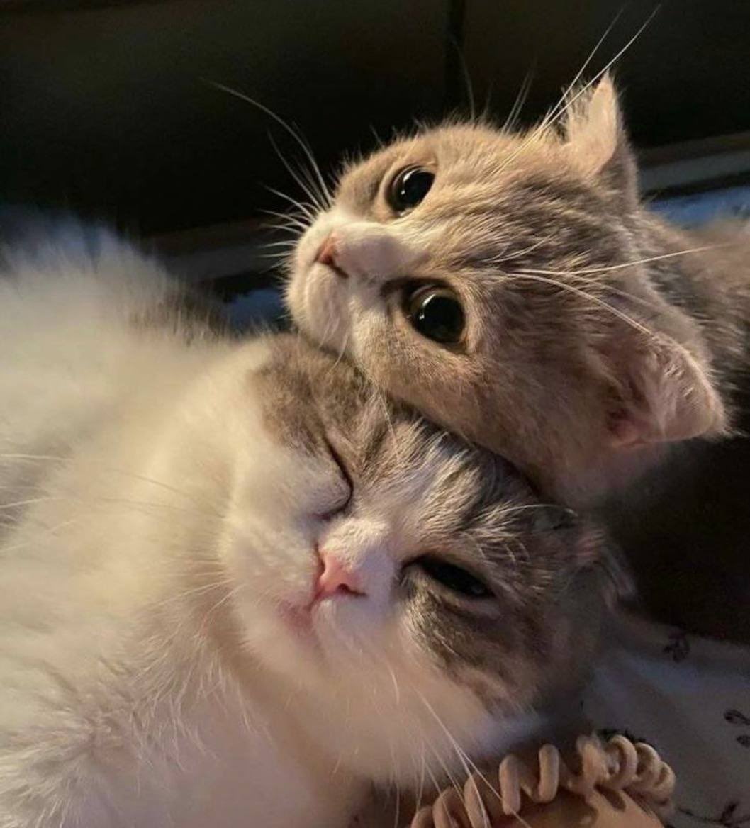 ShouldHaveCat's tweet photo. https://t.co/rVWctbWrJN
