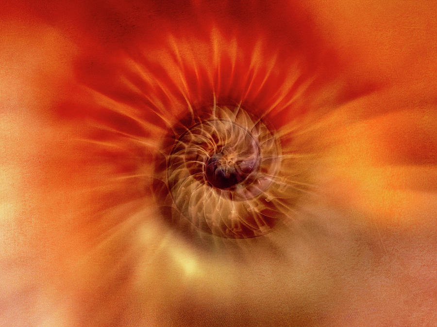TerryIKON's tweet photo. "Nautilus Saturated" by Terry Davis https://t.co/sct4dwXCFI
#Nautilus #Saturdated #Red #COlorful #AYearForArt #BuyIntoArt #Shell #TerryDavis @TerryIKON https://t.co/wwvx6sqGEs