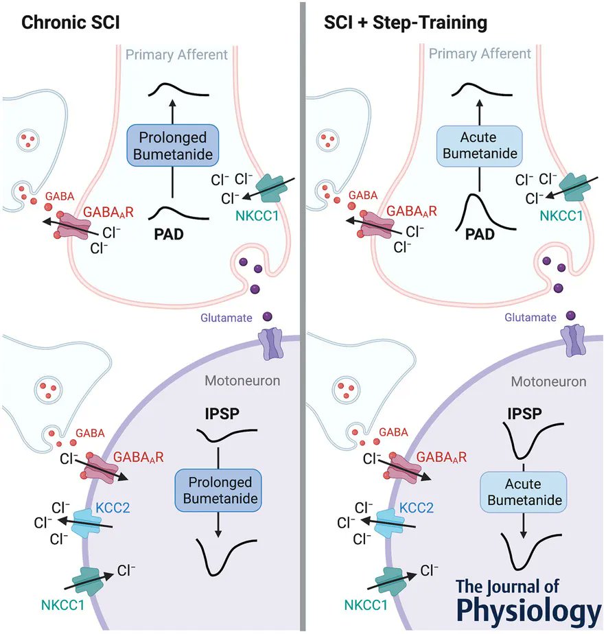 Journal of Physiology (@jphysiol) on Twitter photo <a href="/gwihelm/">Guillaume Caron</a>, <a href="/bilchak_j/">J Bilchak</a> and <a href="/mpcotelab/">Côté Lab</a> (<a href="/mmscrc/">Marion Murray Spinal Cord Research Center</a>) show how bumetanide changes postsynaptic inhibition after chronic SCI and step-training!
📜buff.ly/3mBhxCS <a href="/gwihelm/">Guillaume Caron</a>, <a href="/bilchak_j/">J Bilchak</a> and <a href="/mpcotelab/">Côté Lab</a> (<a href="/mmscrc/">Marion Murray Spinal Cord Research Center</a>) show how bumetanide changes postsynaptic inhibition after chronic SCI and step-training!
📜buff.ly/3mBhxCS