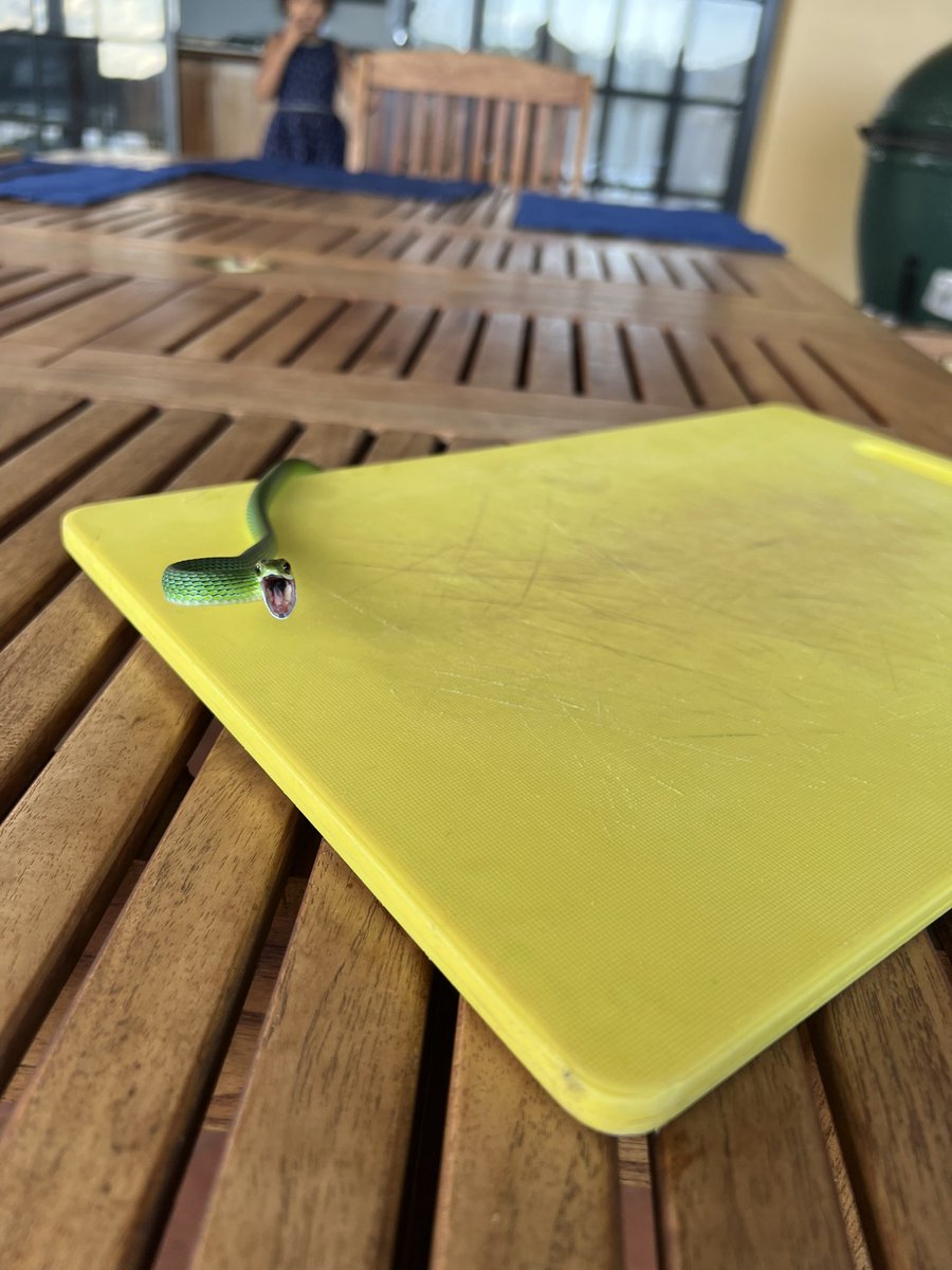 Either a harmless green grass snake or a deadly green mamba. Popped out of the dining room table as we sat down to eat.