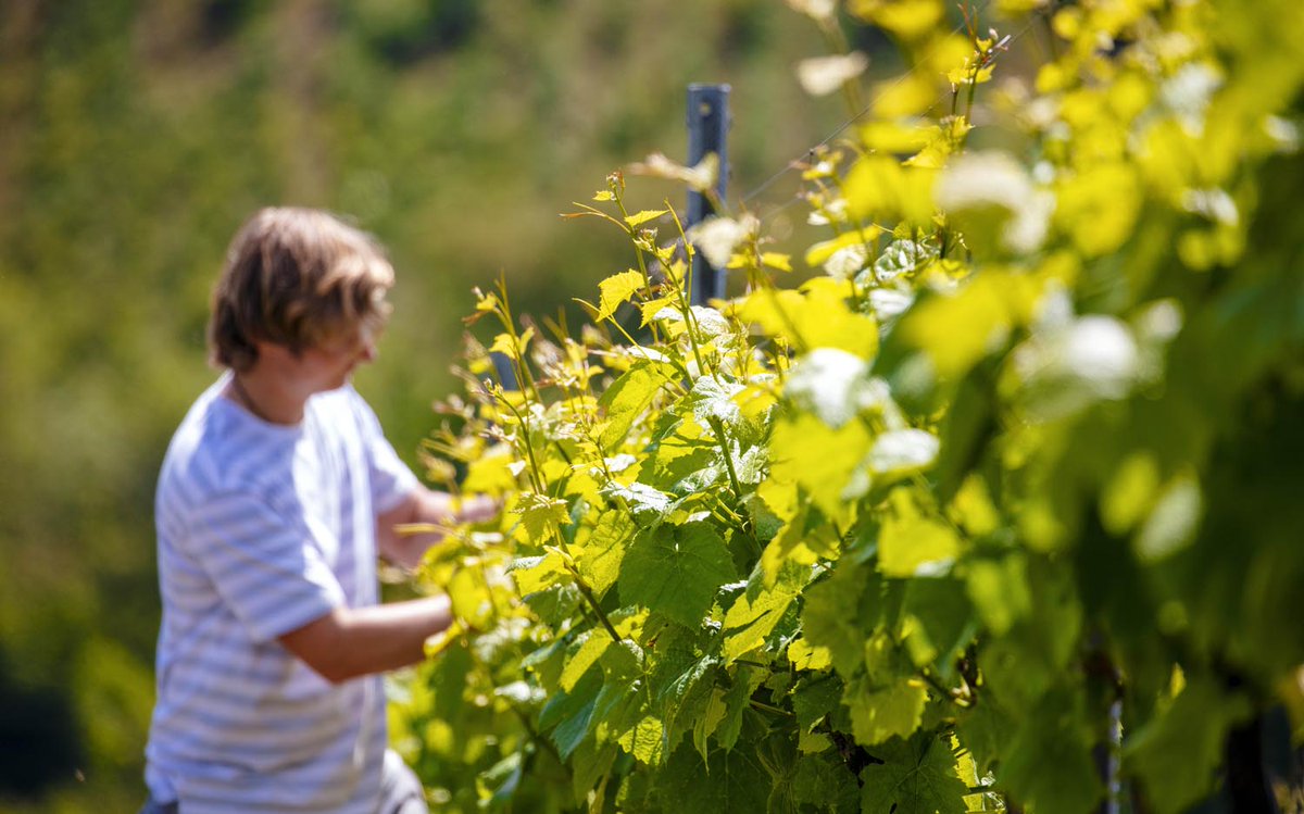 The sun and the rain are doing wonders for our vines which are bursting into life and with over 23 acres of vines, that's a lot of foliage to keep under control! It's a very intensive job process but absolutely essential for creating our #premiumwines...

calancombe-estate.com/post/handcraft…