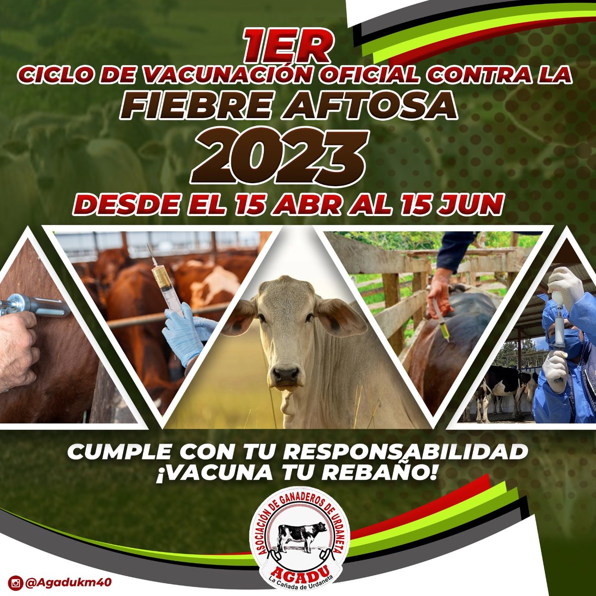 agadukm40's tweet photo. Asumiendo nuestra obligación podremos lograr una Venezuela libre de aftosa.🇻🇪

Desde @Agadukm40 de la mano de ganaderos, veterinarios y propietarios de animales seguimos promoviendo la campaña #VacunaTuGanado.💉🐄 https://t.co/3WRGbRl7iq