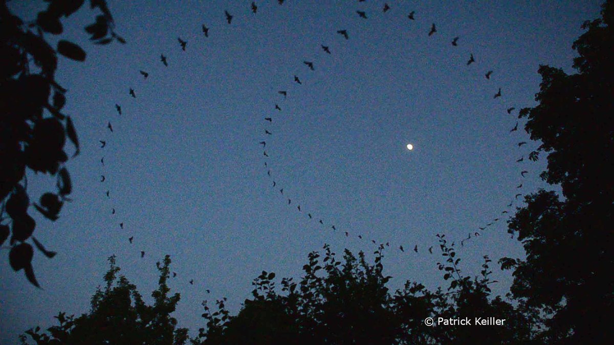 Remember to look up tonight and spot the bats in your neighbourhood. #BatAppreciationDay #InternationalBatAppreciationDay ❤️🦇

Why bats matter? bats.org.uk/about-bats/why…