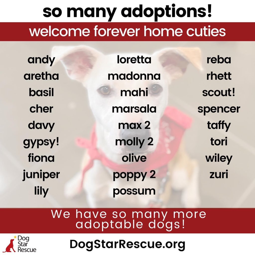 At Dog Star Rescue we sure do know how to make Mondays better … by announcing our newest alumni! Thanks to our wonderful and partners, these dogs are forever home! Congratulations to the lucky families!