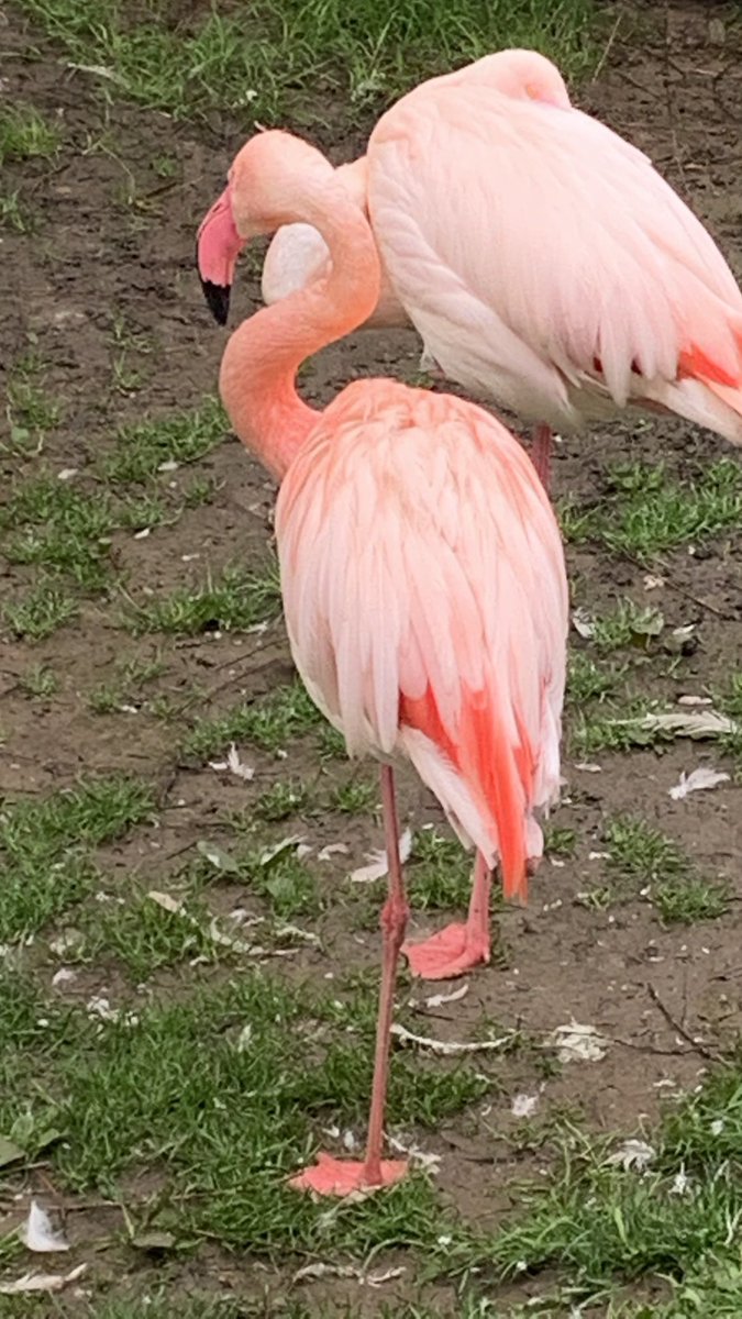 #Flamingos #nature #Naturphotography #Natur #birds #Tierpark #Aachen