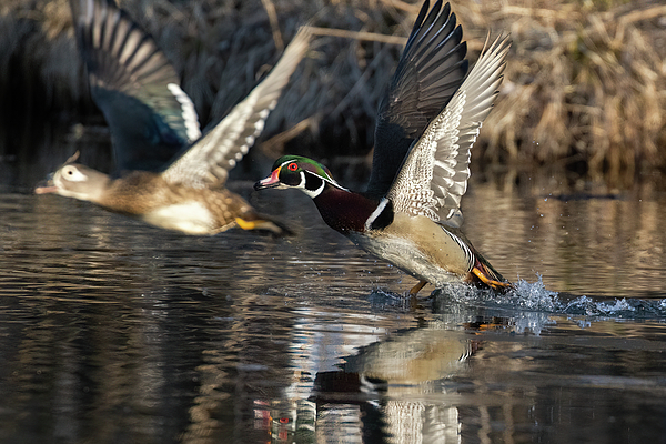 MirceaCostina's tweet photo. New artwork for sale! - "Wood-duck pair " - https://t.co/w5tVBaVKsz @fineartamerica https://t.co/rAFskAdSK6