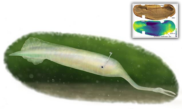 Mysterious 300-million-year-old 'Tully monster' was an invertebrate, Dave Warner says trib.al/hfWagct