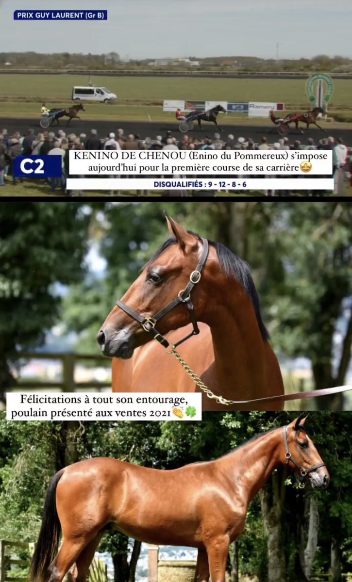 Haras De Sassy tweet media