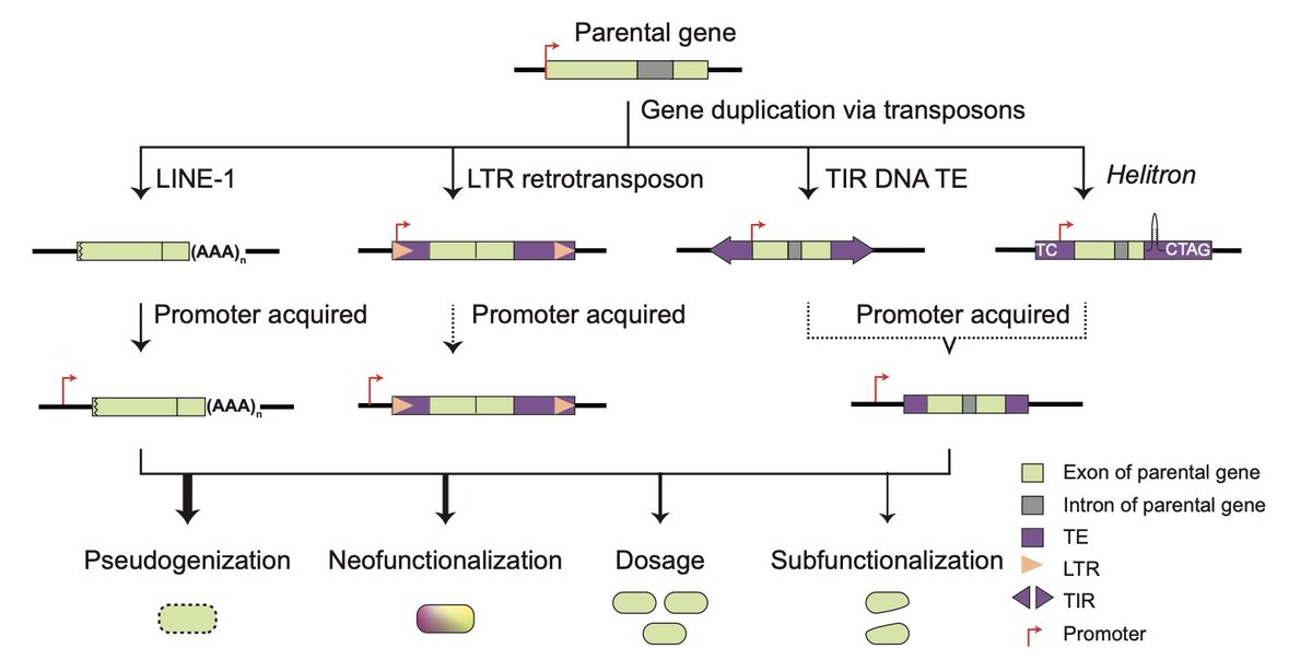 Yuan Qin (@yuanqinoffice) on Twitter photo 👏A new Review article published in <a href="/JGenetGenomics/">Journal of Genetics and Genomics</a>: The power of “controllers”: Transposon-mediated duplicated genes evolve towards neofunctionalization
🔗:sciencedirect.com/science/articl… 👏A new Review article published in <a href="/JGenetGenomics/">Journal of Genetics and Genomics</a>: The power of “controllers”: Transposon-mediated duplicated genes evolve towards neofunctionalization
🔗:sciencedirect.com/science/articl…