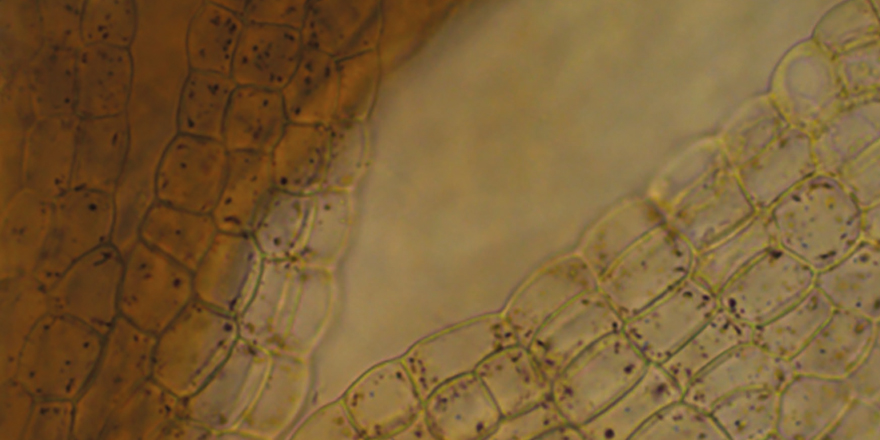 Publi_MNHN's tweet photo. [#Bryology] A taxonomic review of the Amazonian rheophyte Schusterolejeunea Grolle (Lejeuneaceae: Cololejeuneinae), with two new combinations.

✒️ Adriel M. SIERRA &amp; Charles E. ZARTMAN
🔗 https://t.co/iFKx6WtMVw
#liverworts #Lejeuneaceae #lectotypification https://t.co/Qb7OPt1qIW