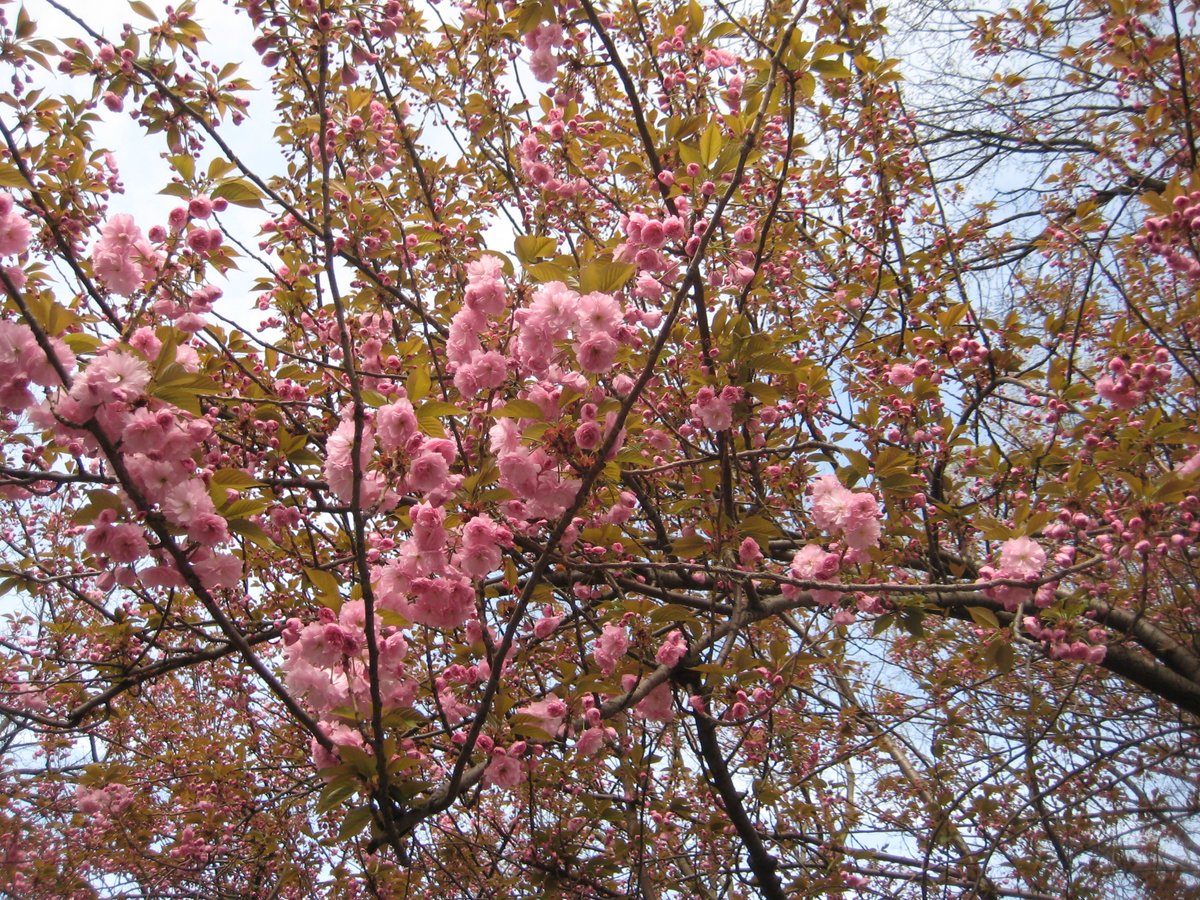 #KanzanCherries a/k/a #KwanzanCherries are starting to bloom - at least in the warmer parts of #NYC. Records of #CherryFlowering are being used to track #ClimateChange and #UrbanHeatIslands. See bit.ly/3KzyJAE. #UrbanForest #PlantTrees #PreserveTrees #ProtectTrees