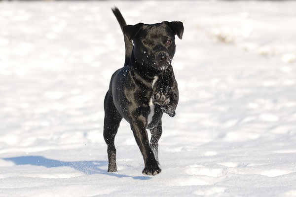 RandomDowg's tweet photo. Here's your Daily #Dog ! #Terrierpatterdale #randomdowg https://t.co/WEaGrAkRJQ