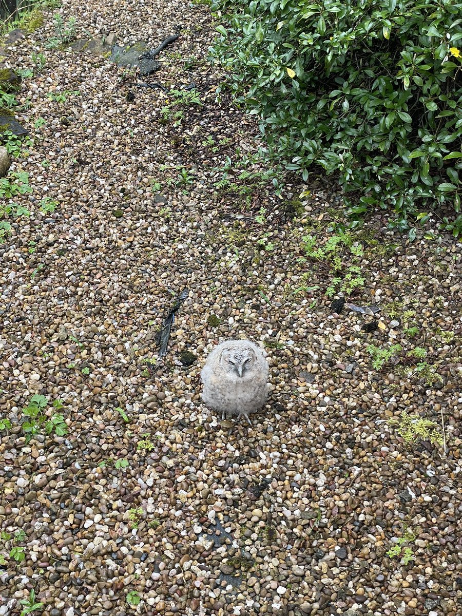 carospen's tweet photo. @Natures_Voice Help! Just got home from a weekend away and found this just outside our house. No idea how long the poor thing’s been there! What do we do? Just leave it and hope a parent comes for it? Or does it need rescuing?? https://t.co/Ai9hhHMAgi