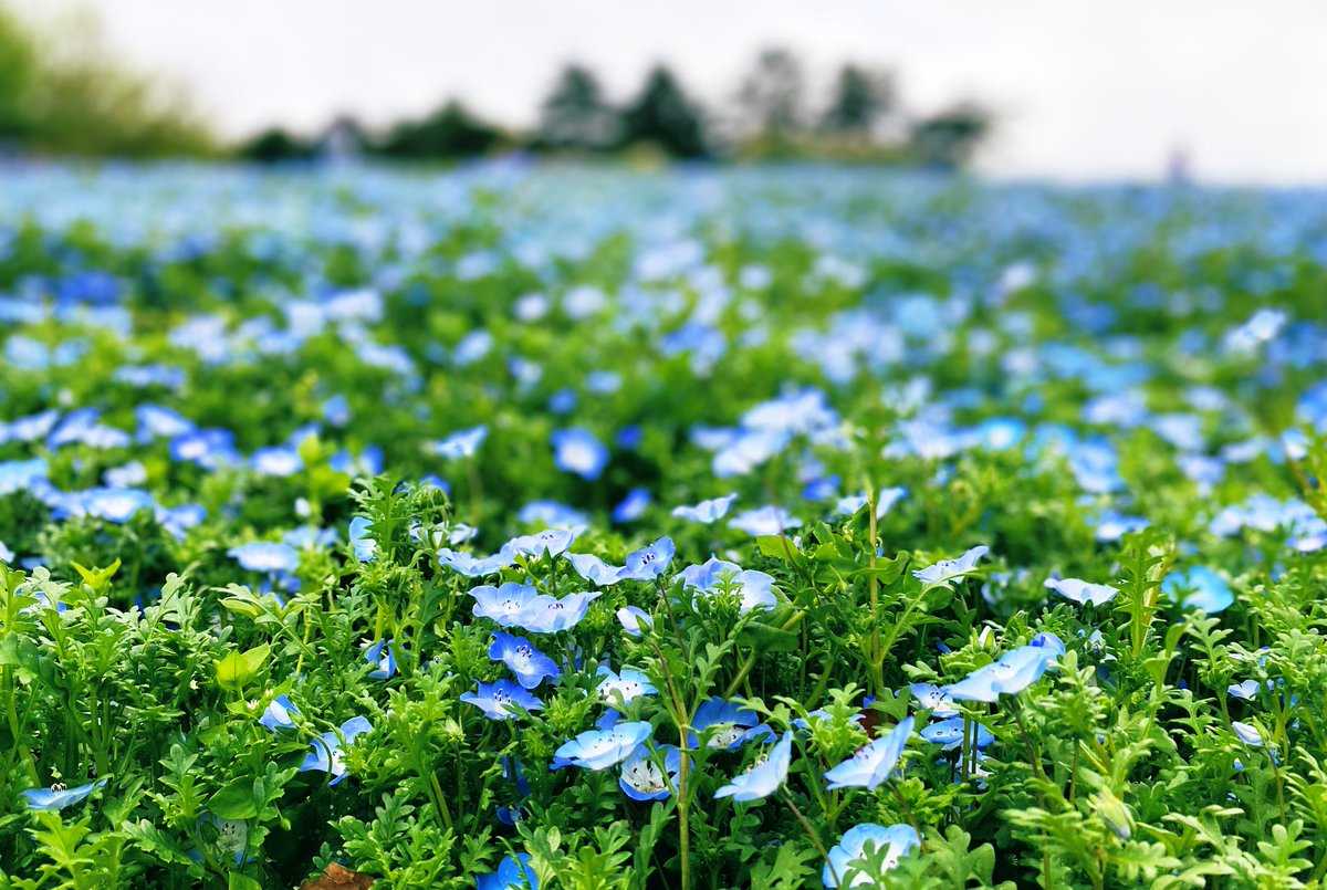 少し足を伸ばして大きな原っぱとたくさんの花とドッグランのある公園に🌿
たくさん歩いて遊んで満喫〜🐕‍🦺

#チューリップ　#ネモフィラ　
#菜の花　#FlowerFestival