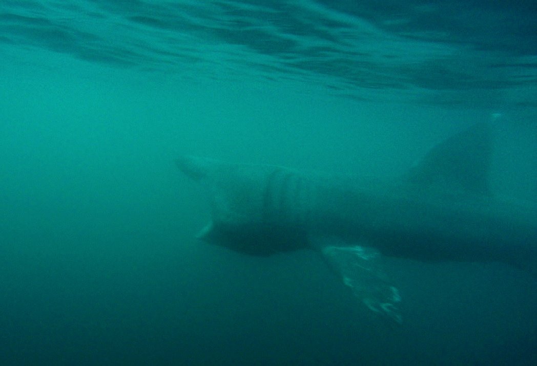 It's April and Basking sharks are here. These gentle giants are seasonal visitors to the British Isles. But, due to climate change, sightings are declining nevertheless we tirelessly search for this magnificent animal. So book up let's see if we can find a basking shark together!